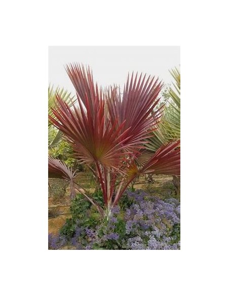PALMA LANTANIA LANTAROIDES (LATANIA ROJA)- 1 Palm for Sale in Mexico - Online Nursery