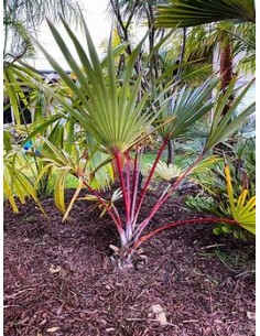 PALMA LANTANIA LANTAROIDES... 2