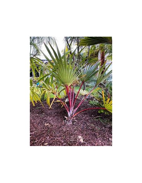 PALMA LANTANIA LANTAROIDES (LATANIA ROJA)- 1 Palm for Sale in Mexico - Online Nursery