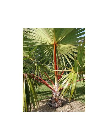 PALMA LANTANIA LANTAROIDES (LATANIA ROJA)- 1 Palm for Sale in Mexico - Online Nursery
