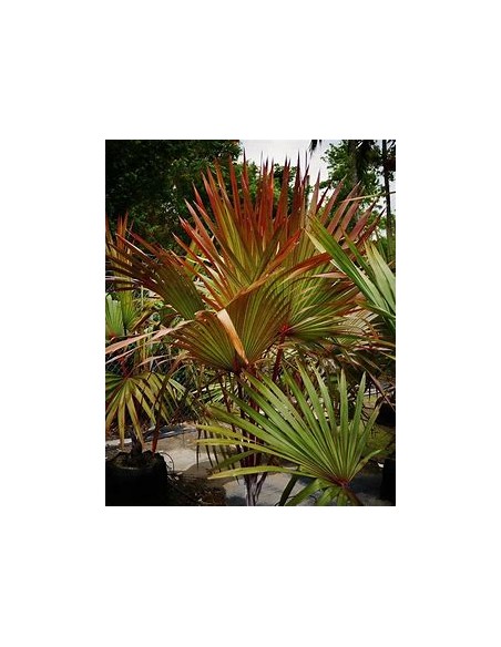 PALMA LANTANIA LANTAROIDES (LATANIA ROJA)- 1 Palm for Sale in Mexico - Online Nursery