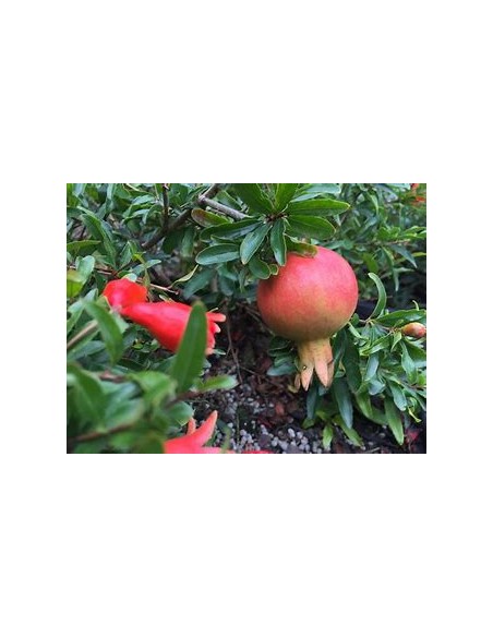 GRANADA - (DWARF POMEGRANATE)- 1 Plant for Sale in Mexico - Online Nursery
