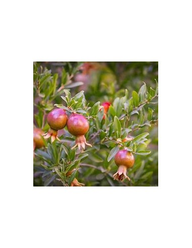 GRANADA - (DWARF POMEGRANATE)- 1 Plant for Sale...
