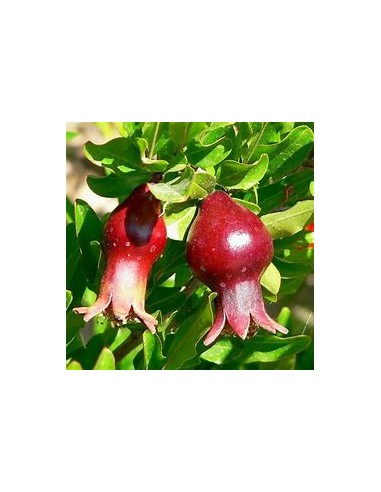 GRANADA - (DWARF POMEGRANATE)- 1 Plant for Sale...