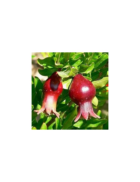 GRANADA - (DWARF POMEGRANATE)- 1 Plant for Sale in Mexico - Online Nursery