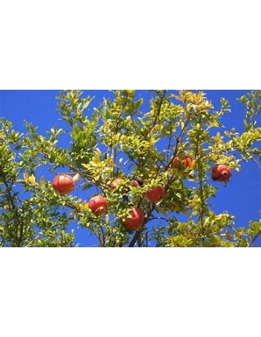 DIAMOND POMEGRANATE (RED - PUNICA GRANATUM)- 1 Plant for Sale in Mexico - Online Nursery