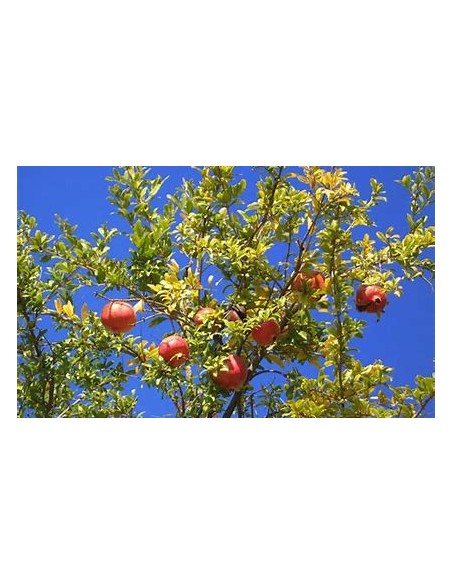 DIAMOND POMEGRANATE (RED - PUNICA GRANATUM)- 1 Plant for Sale in Mexico - Online Nursery