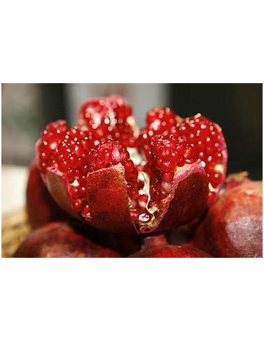 DIAMOND POMEGRANATE (RED - PUNICA GRANATUM)- 1...