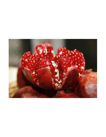 GRANADA DIAMANTE (ROJA - PUNICA GRANATUM)- 1 Planta en Venta en Mexico - Vivero por internet