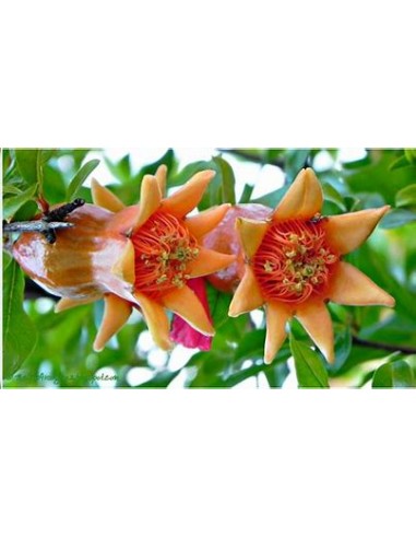 DIAMOND POMEGRANATE (RED - PUNICA GRANATUM)- 1...