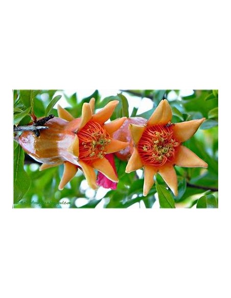GRANADA DIAMANTE (ROJA - PUNICA GRANATUM)- 1 Planta en Venta en Mexico - Vivero por internet