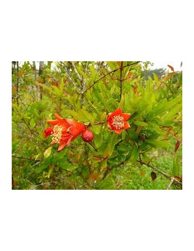 GRANADA DIAMANTE (ROJA - PUNICA GRANATUM)- 1...