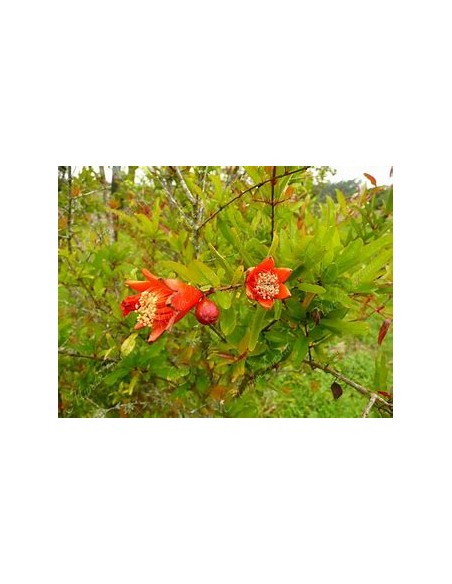 DIAMOND POMEGRANATE (RED - PUNICA GRANATUM)- 1 Plant for Sale in Mexico - Online Nursery