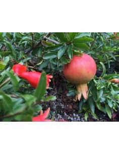 POMEGRANATE WONDERFULL...