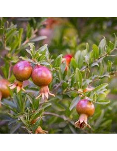 POMEGRANATE WONDERFULL... 2