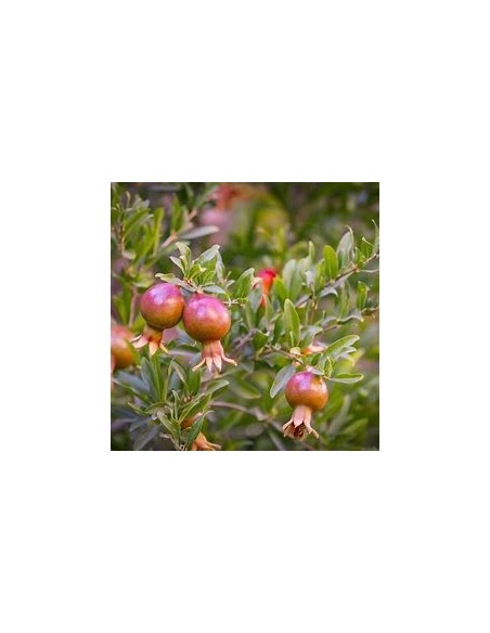 GRANADA WONDERFULL ESQUEJE (PUNICA GRANATUM)- 1 Planta en Venta en Mexico - Vivero por internet