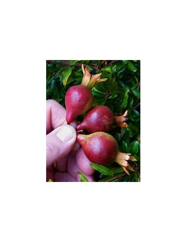 POMEGRANATE WONDERFULL ESQUEJE (PUNICA...