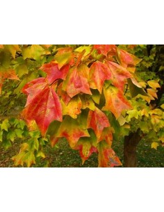 TRIDENT'S CLAW (ACER...