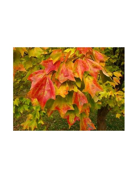 ARCE TRIDENTE (ACER BUERGERANIUM)-1 Arbolito en Venta en Mexico - Vivero por internet