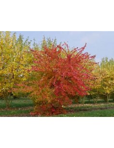 ARCE TRIDENTE (ACER... 2