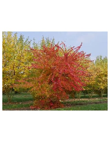 TRIDENT'S CLAW (ACER BUERGERANIUM)-1 Sapling...