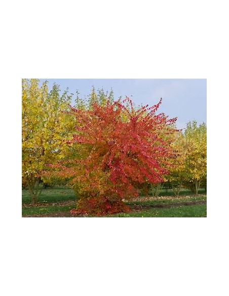 ARCE TRIDENTE (ACER BUERGERANIUM)-1 Arbolito en Venta en Mexico - Vivero por internet