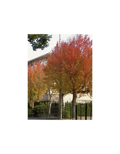 ARCE TRIDENTE (ACER BUERGERANIUM)-1 Arbolito en...