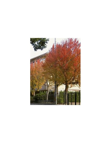 ARCE TRIDENTE (ACER BUERGERANIUM)-1 Arbolito en Venta en Mexico - Vivero por internet