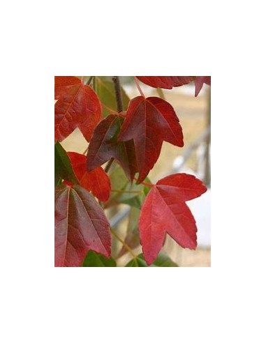 TRIDENT'S CLAW (ACER BUERGERANIUM)-1 Sapling...