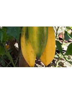 BABACO - PAPAYA DE MONTAÑA... 2