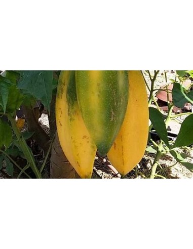 BABACO - PAPAYA DE MONTAÑA EN MEXICO- 1...