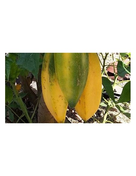 BABACO - PAPAYA DE MONTAÑA EN MEXICO- 1 Arbolito en Venta en Mexico - Vivero por internet