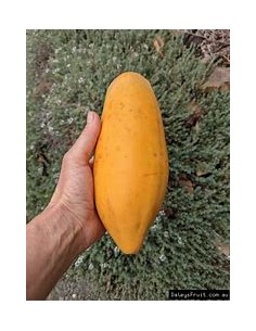 BROADLEAF PAPAYA- 1...