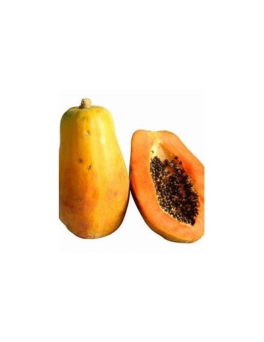 PAPAYA MARADOL- 1 Tree for Sale in Mexico - Online Nursery