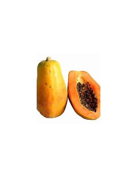 PAPAYA MARADOL- 1 Arbolito en Venta en Mexico - Vivero por internet