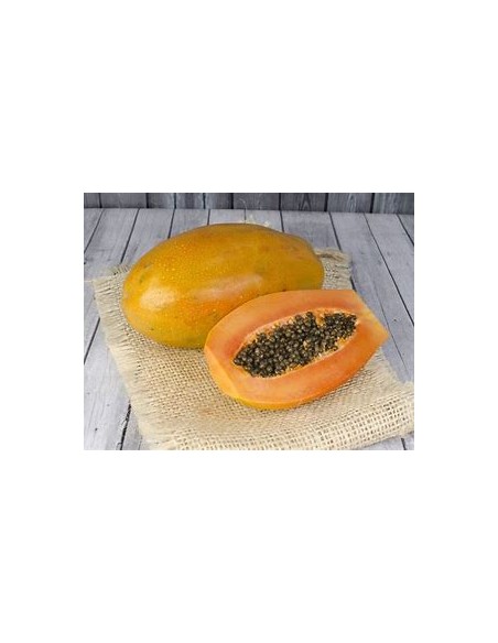 PAPAYA MARADOL- 1 Arbolito en Venta en Mexico - Vivero por internet