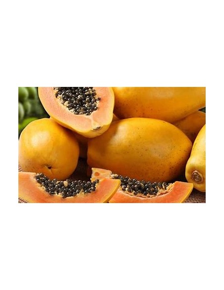 PAPAYA MARADOL- 1 Arbolito en Venta en Mexico - Vivero por internet
