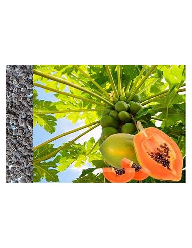 PAPAYA MARADOL- 1 Arbolito en Venta en Mexico -...