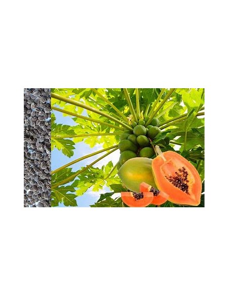 PAPAYA MARADOL- 1 Arbolito en Venta en Mexico - Vivero por internet