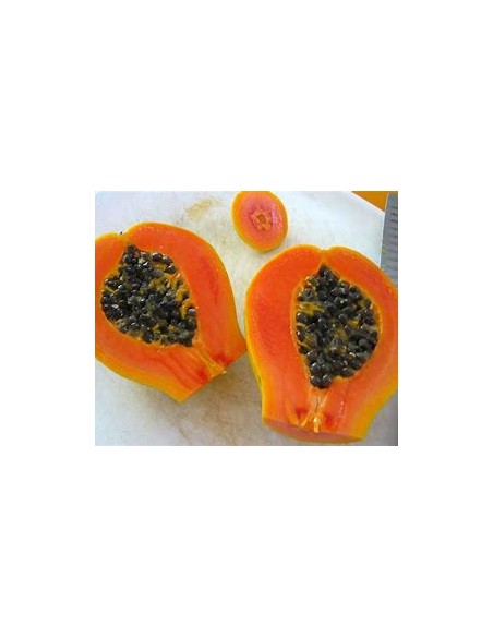 PAPAYA HAWAI (HAWAIAN SUNRISE PAPAYA)- 1 Arbolito en Venta en Mexico - Vivero por internet