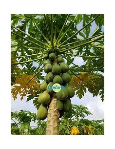 PAPAYA HAWAII (HAWAIAN... 2