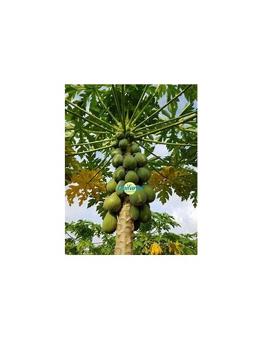 PAPAYA HAWAI (HAWAIAN SUNRISE PAPAYA)- 1...