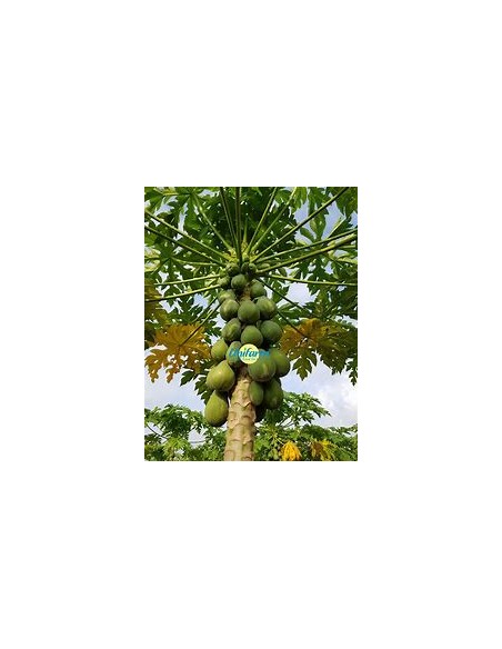 PAPAYA HAWAI (HAWAIAN SUNRISE PAPAYA)- 1 Arbolito en Venta en Mexico - Vivero por internet
