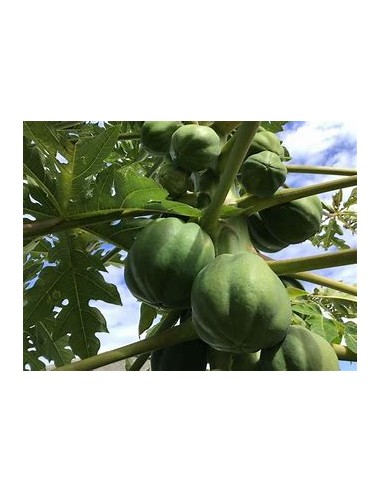 PAPAYA HAWAI (HAWAIAN SUNRISE PAPAYA)- 1...