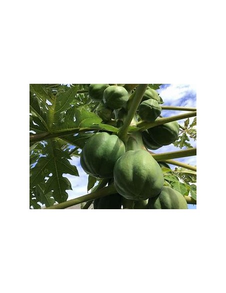 PAPAYA HAWAI (HAWAIAN SUNRISE PAPAYA)- 1 Arbolito en Venta en Mexico - Vivero por internet