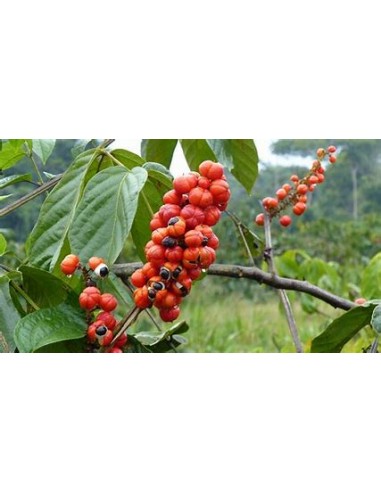 GUARANA - (PAULLINIA CUPANIA)- 1 Arbolito en Venta en Mexico - Vivero por internet