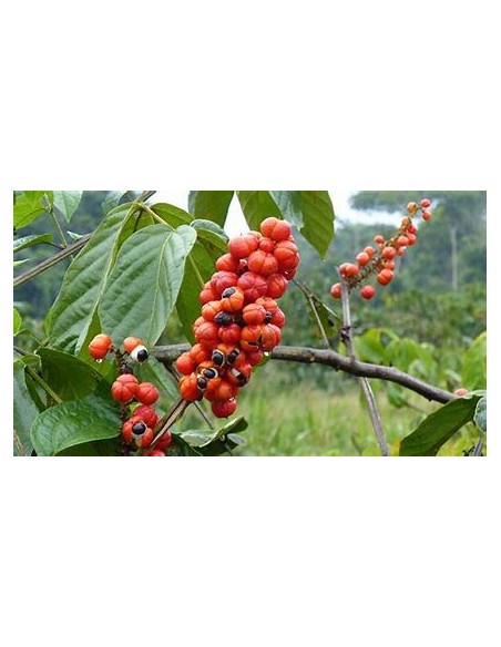 GUARANA - (PAULLINIA CUPANIA)- 1 Arbolito en Venta en Mexico - Vivero por internet