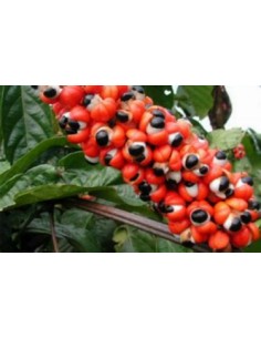 GUARANA - (PAULLINIA... 2