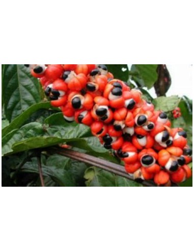 GUARANA - (PAULLINIA CUPANIA)- 1 Arbolito en...