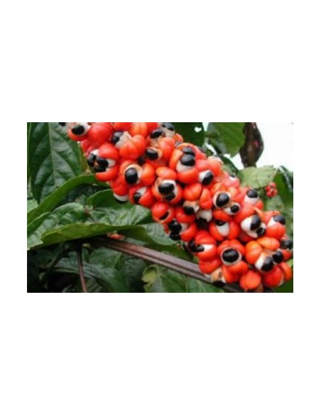 GUARANA - (PAULLINIA CUPANIA)- 1 Arbolito en Venta en Mexico - Vivero por internet